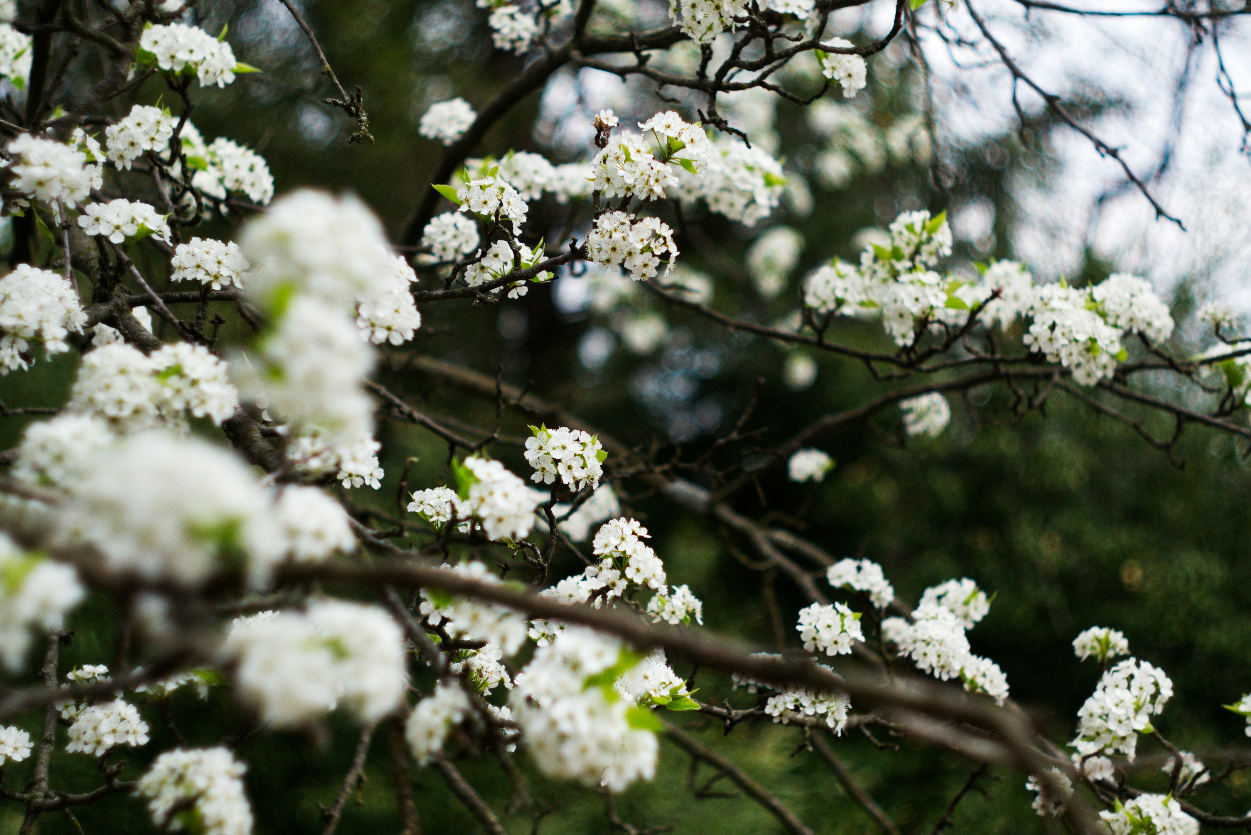 Photo by jhudsongraves