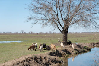 Goats grazing peacefully near a small rural pond under clear blue skies.