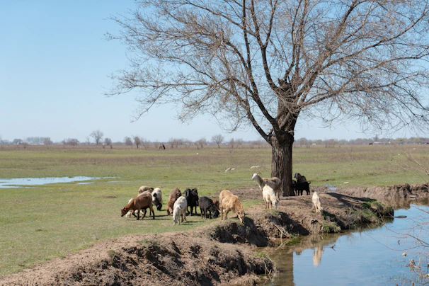 Goats grazing peacefully near a small rural pond under clear blue skies.