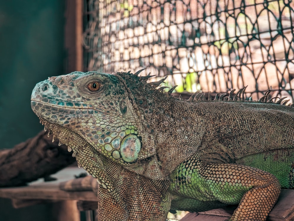 a close up of a large lizard on a bench