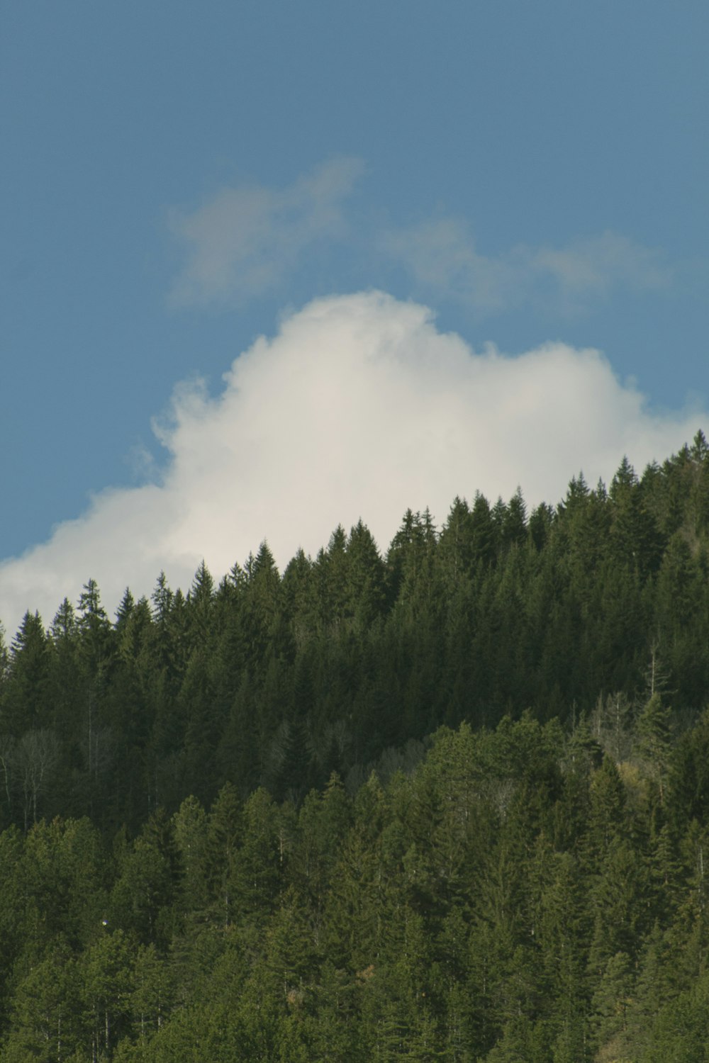 a plane flying over a lush green forest