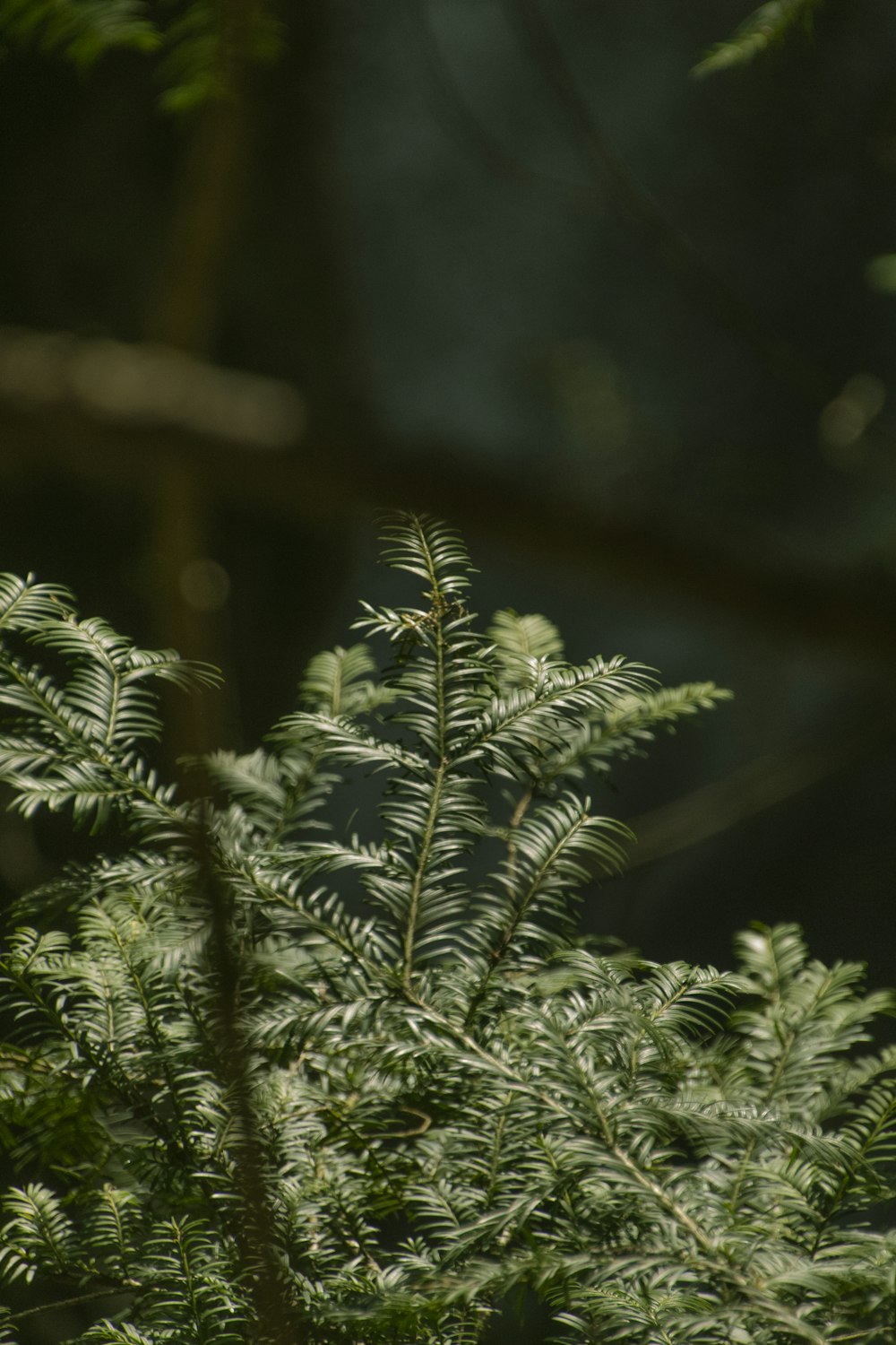 a bird perched on top of a tree branch