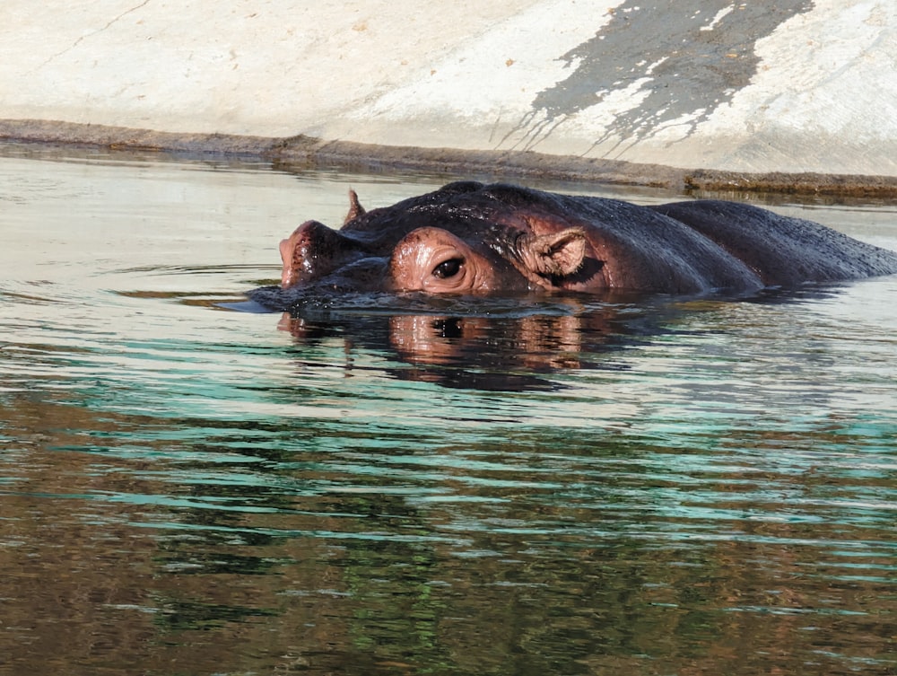 a hippopotamus submerged in a body of water