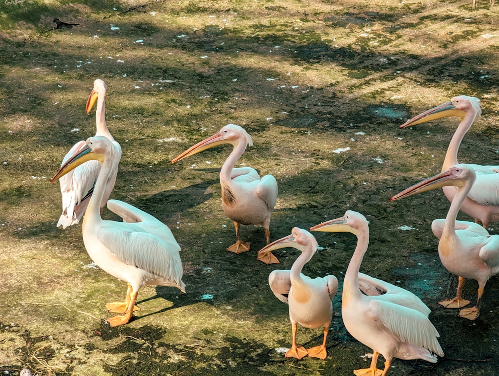 a group of pelicans standing in the grass