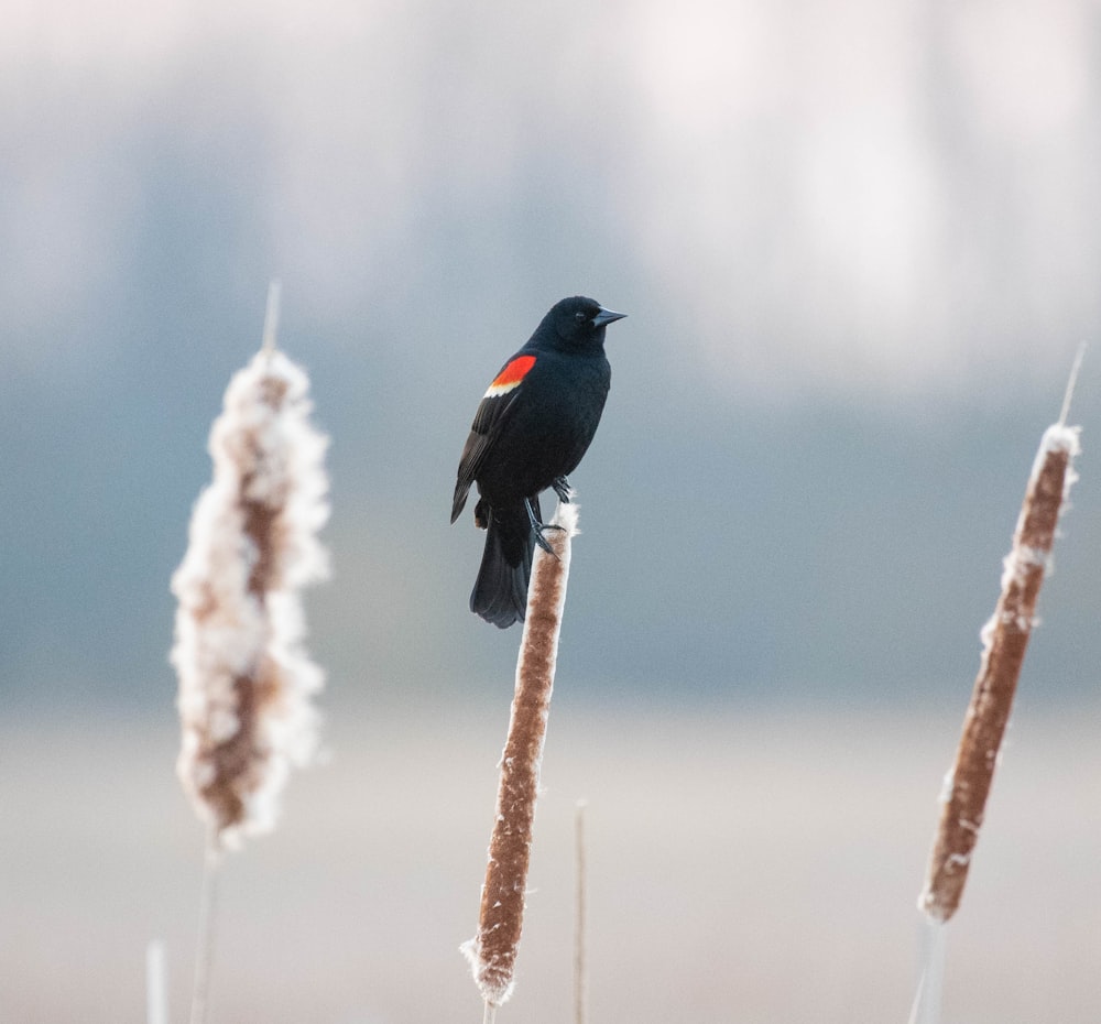 a small black bird sitting on top of a plant