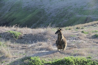 A wallaby grazing near the Kooyong Apartments.