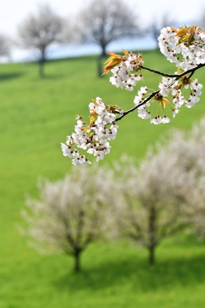 a tree branch with white flowers in a grassy field