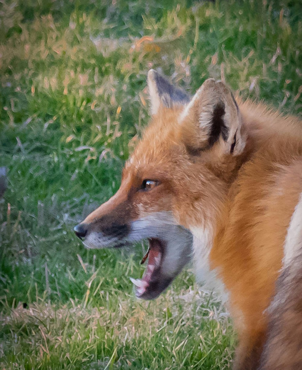 a red fox yawns in a grassy field