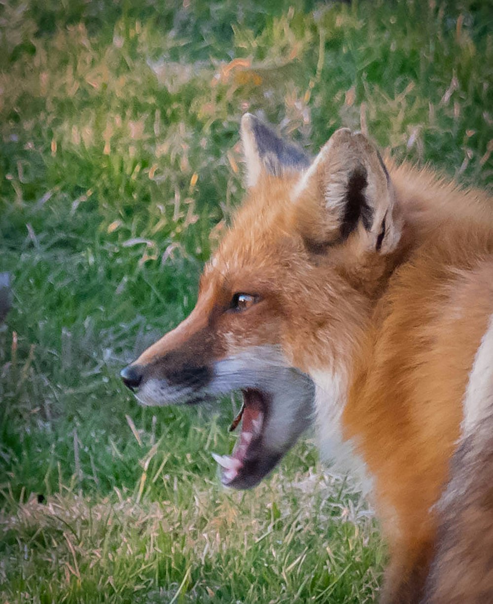 Ein Rotfuchs gähnt auf einer Wiese