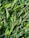 A close-up view of vibrant, green blades of synthetic grass with a realistic texture and sheen.