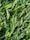 A close-up view of vibrant, green blades of synthetic grass with a realistic texture and sheen.