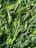 A close-up view of vibrant, green blades of synthetic grass with a realistic texture and sheen.