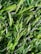 A close-up view of vibrant, green blades of synthetic grass with a realistic texture and sheen.