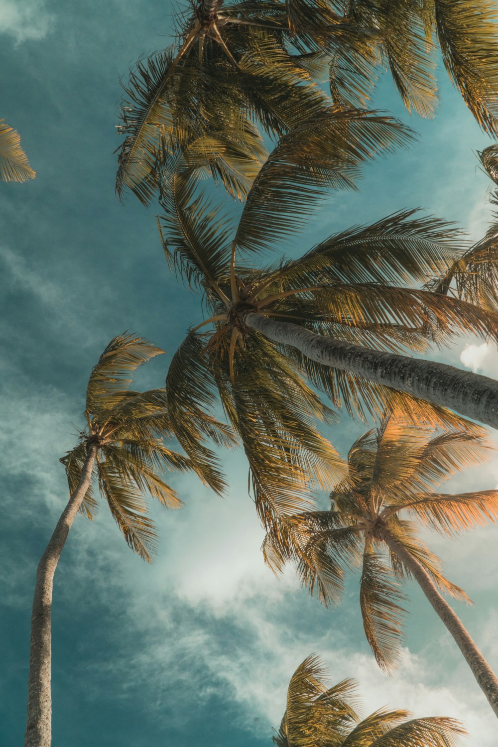 a group of palm trees blowing in the wind