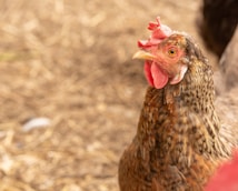 A close-up of a hen with speckled brown and black feathers. The background is a slightly blurred, natural setting with earthy tones.