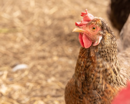 A close-up of a hen with speckled brown and black feathers. The background is a slightly blurred, natural setting with earthy tones.