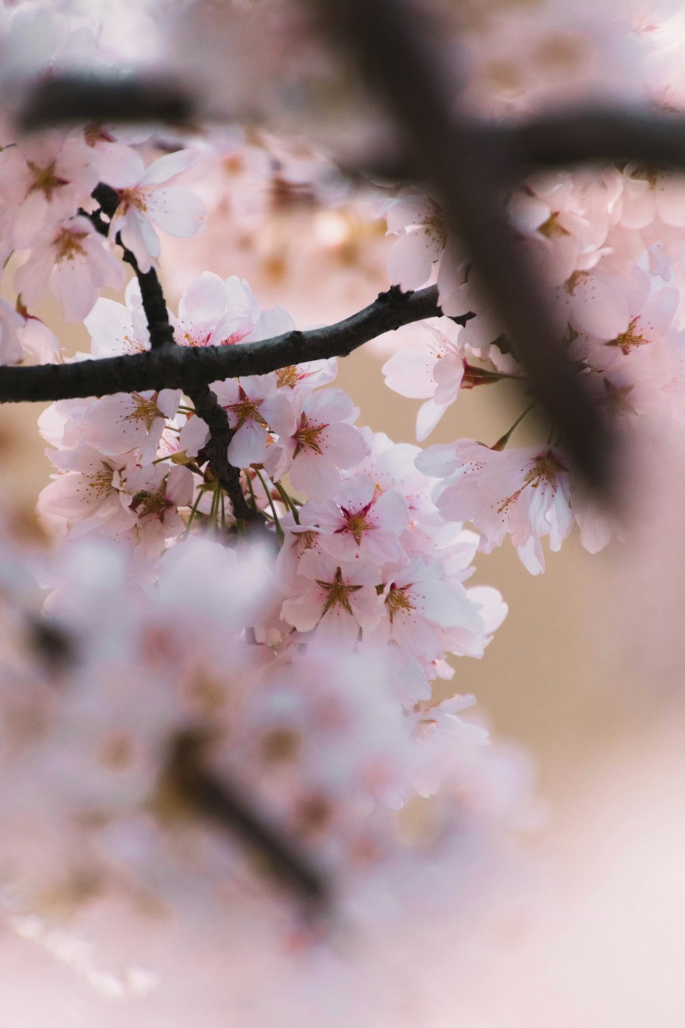 a close up of a tree with pink flowers