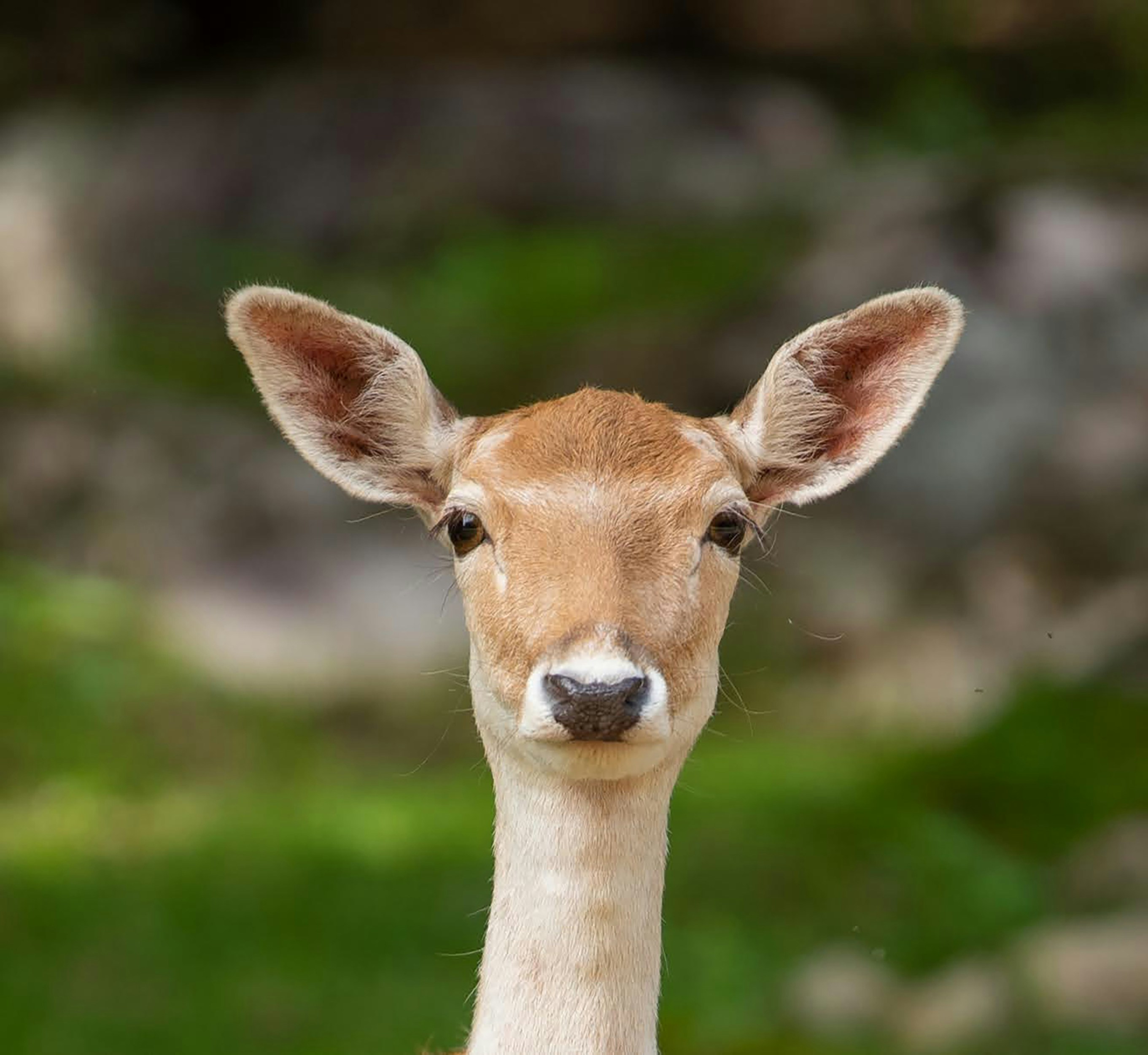 close-up rusa dengan latar belakang buram