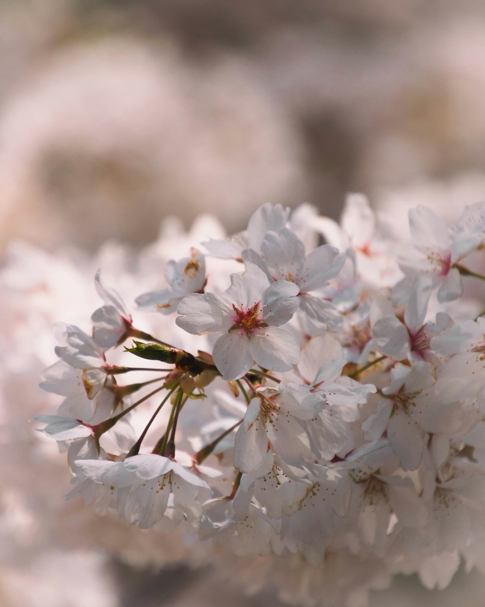 ein Strauß weißer Blumen, die auf einem Baum stehen
