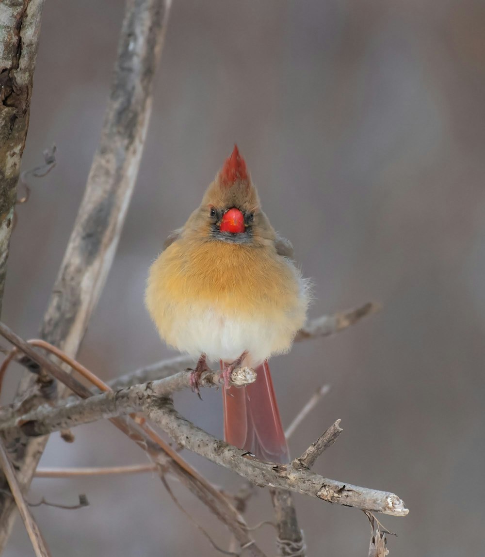 a small bird with a red beak sitting on a branch