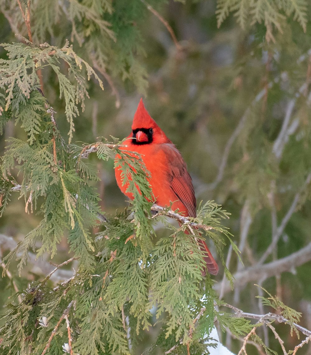 a red bird sitting on top of a tree branch