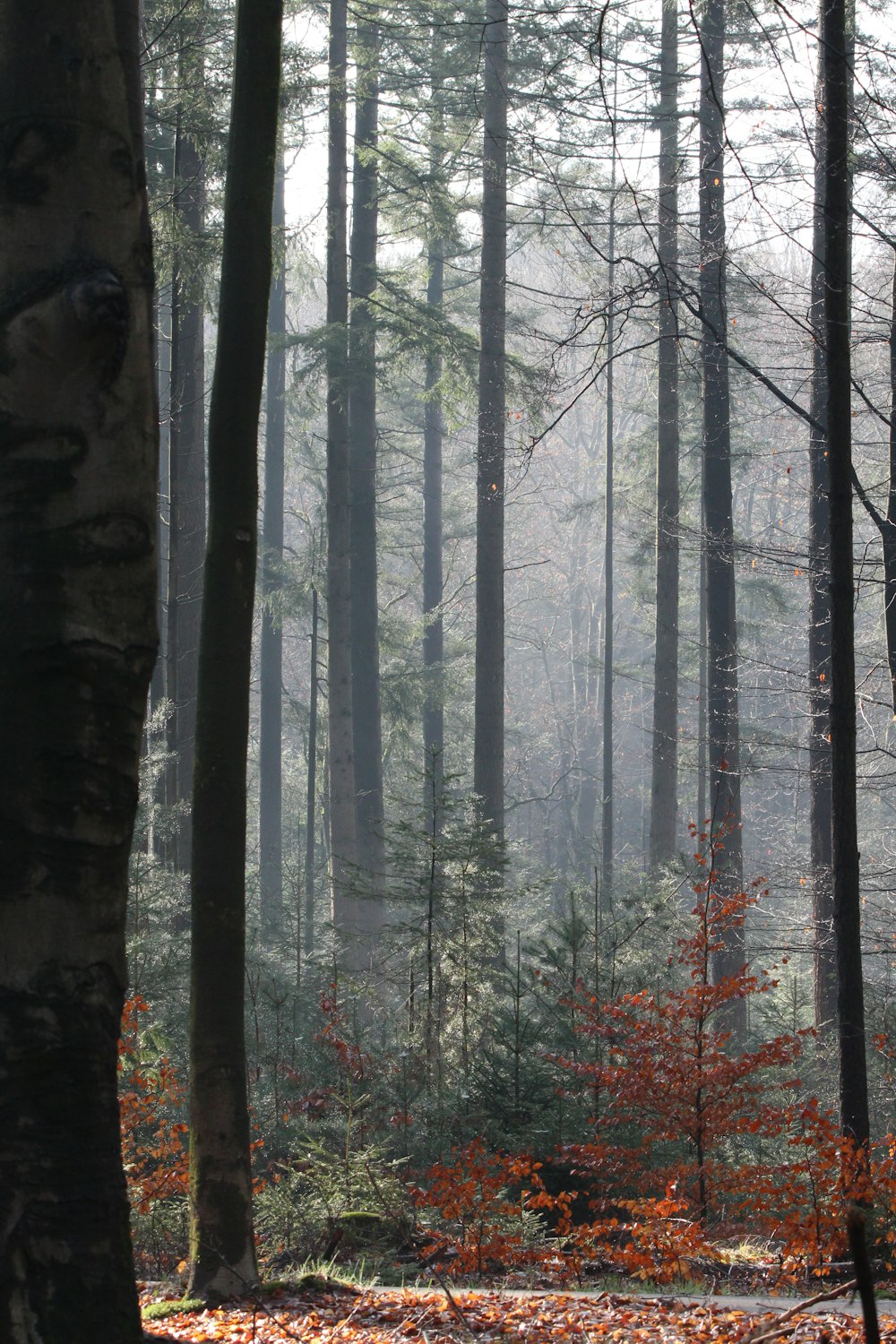 a forest filled with lots of tall trees