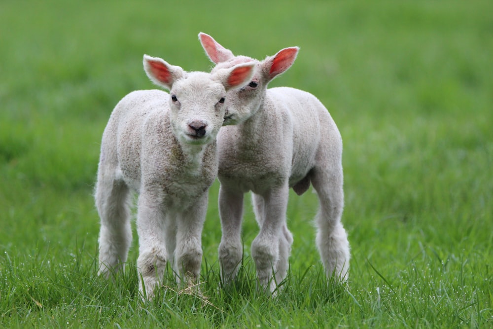 two lambs are standing in a grassy field