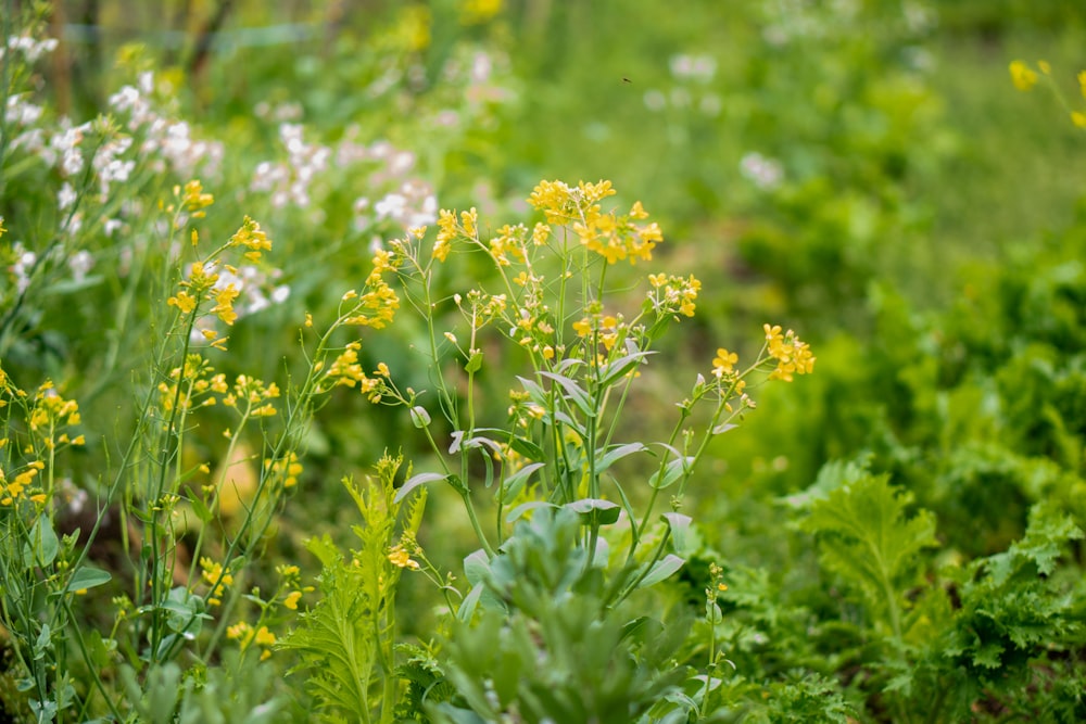 ein Strauß Blumen, die im Gras sind