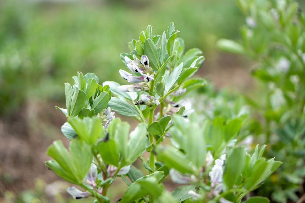 a close up of a plant with leaves