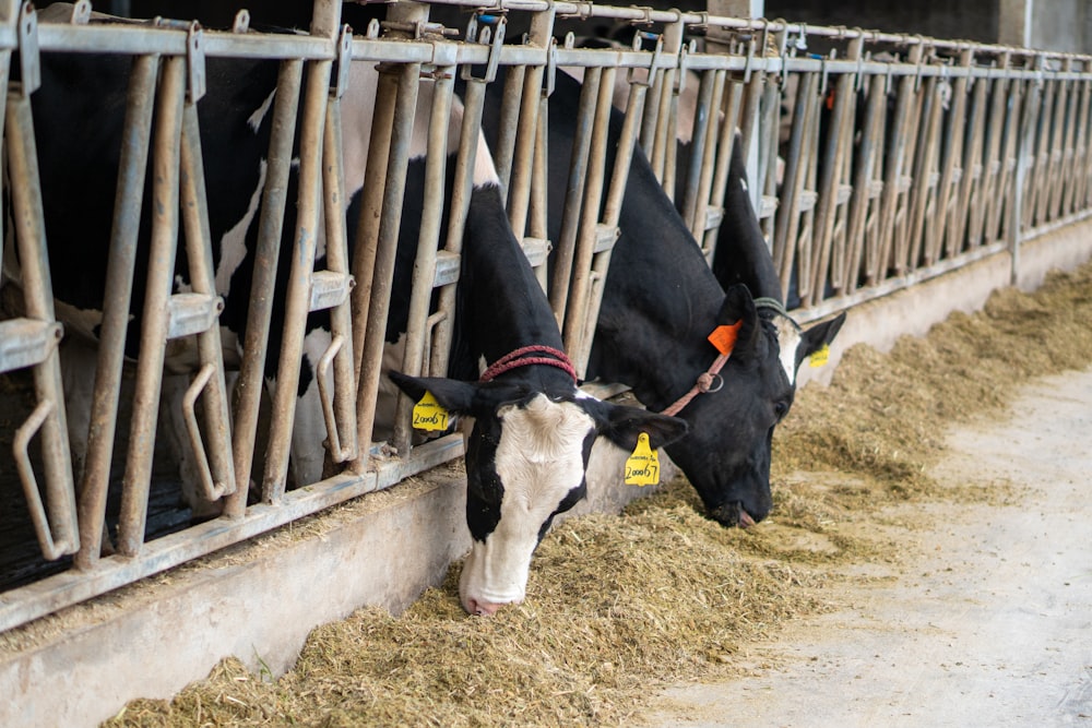 a couple of cows standing next to each other