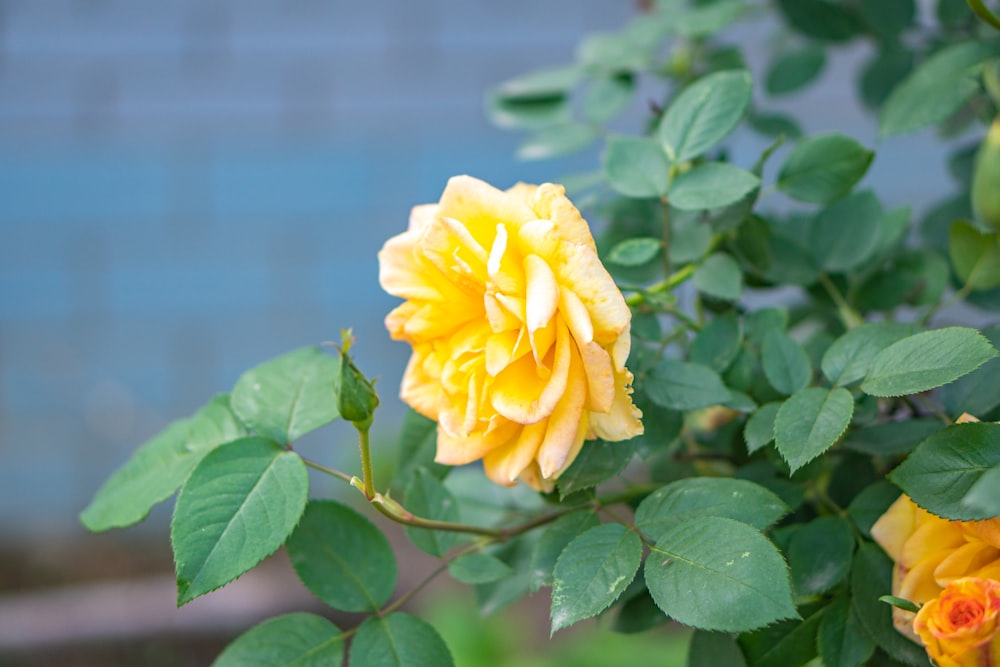 a close up of a yellow rose with green leaves