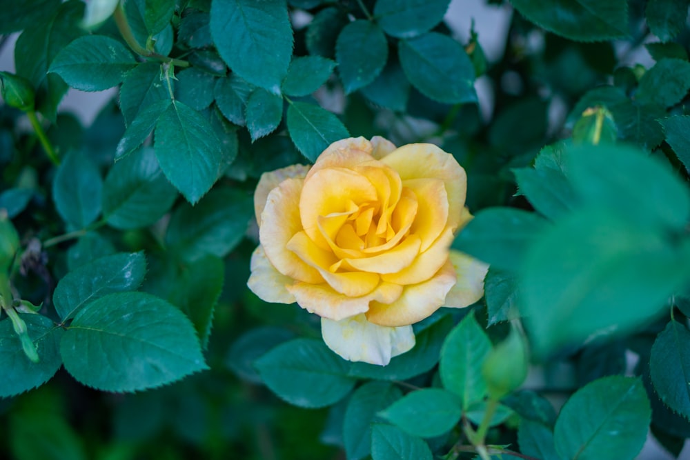 a yellow rose with green leaves in the background