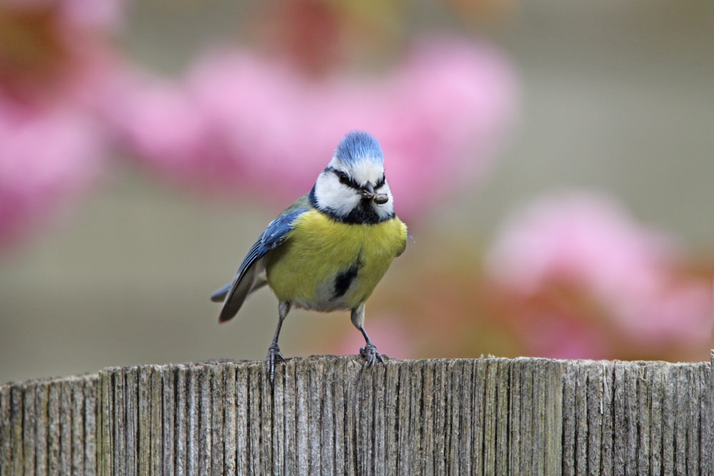 a small blue and yellow bird perched on a wooden fence