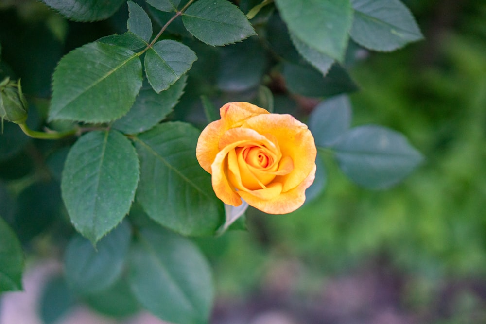 a yellow rose with green leaves in the background