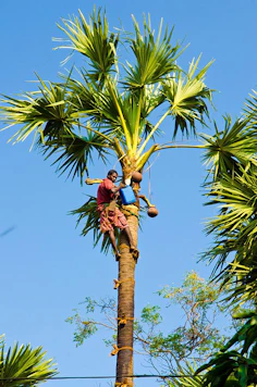 a man is climbing up a palm tree