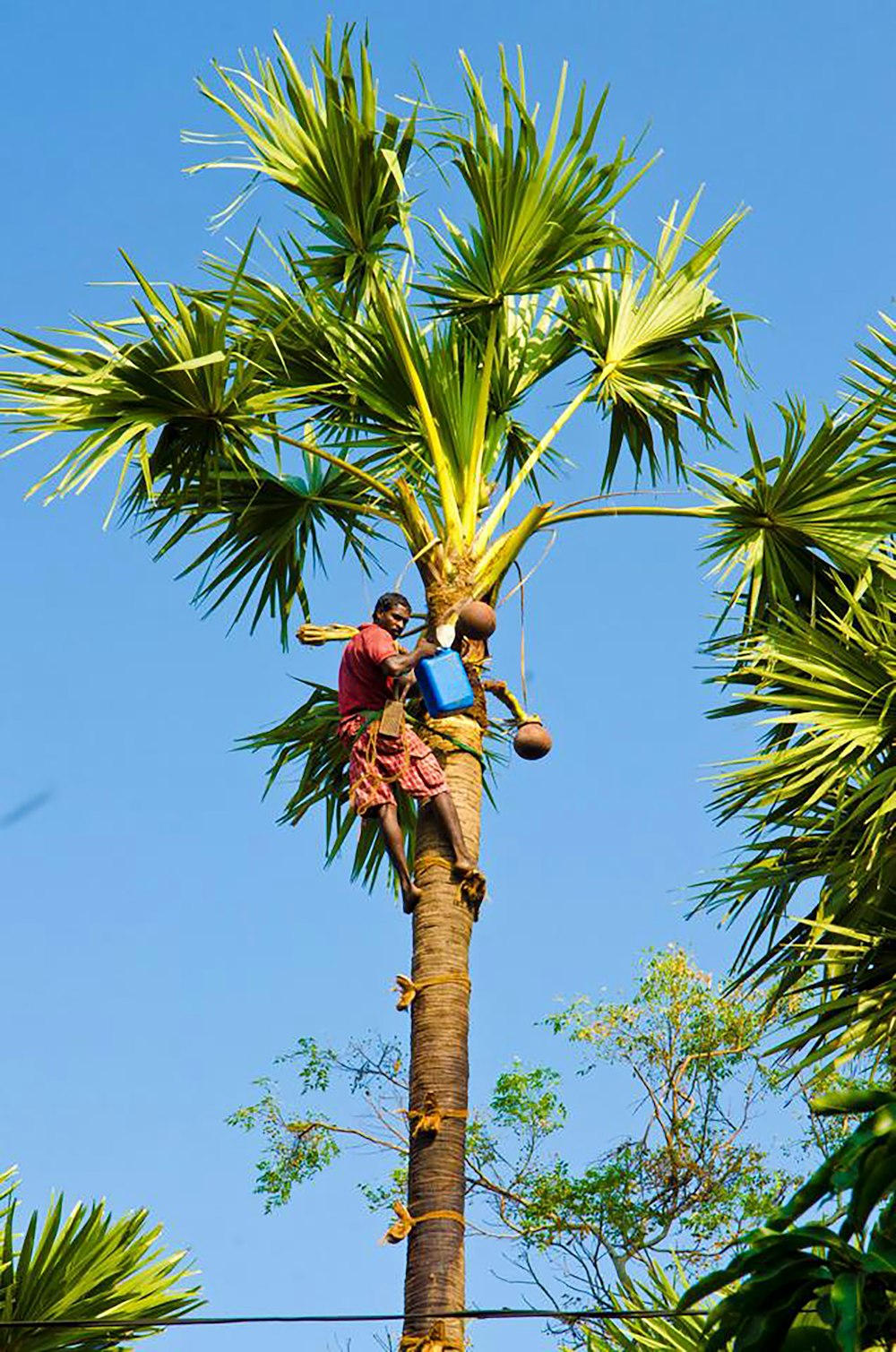 a man is climbing up a palm tree