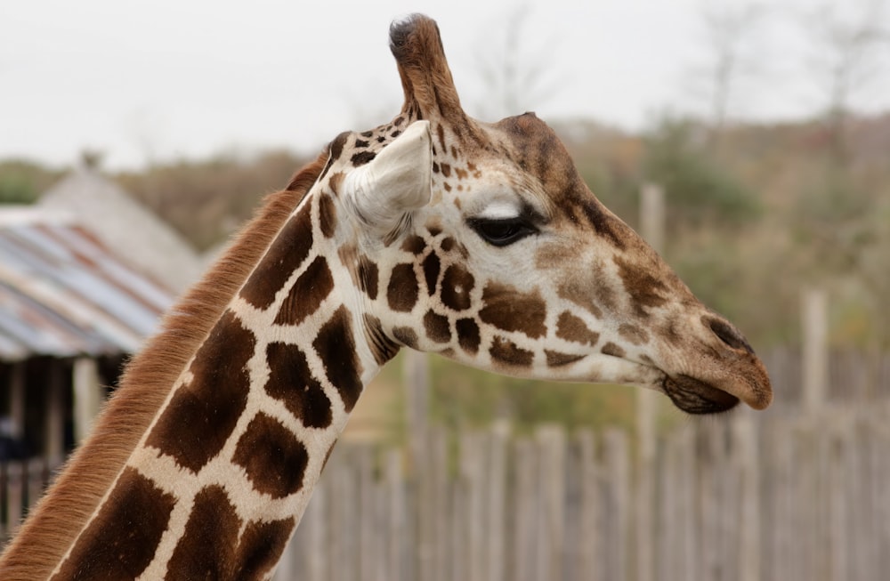 a giraffe standing next to a wooden fence