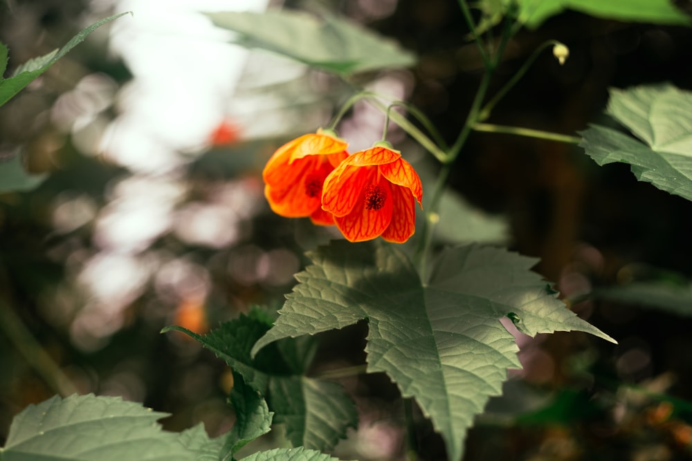 a close up of two orange flowers on a plant