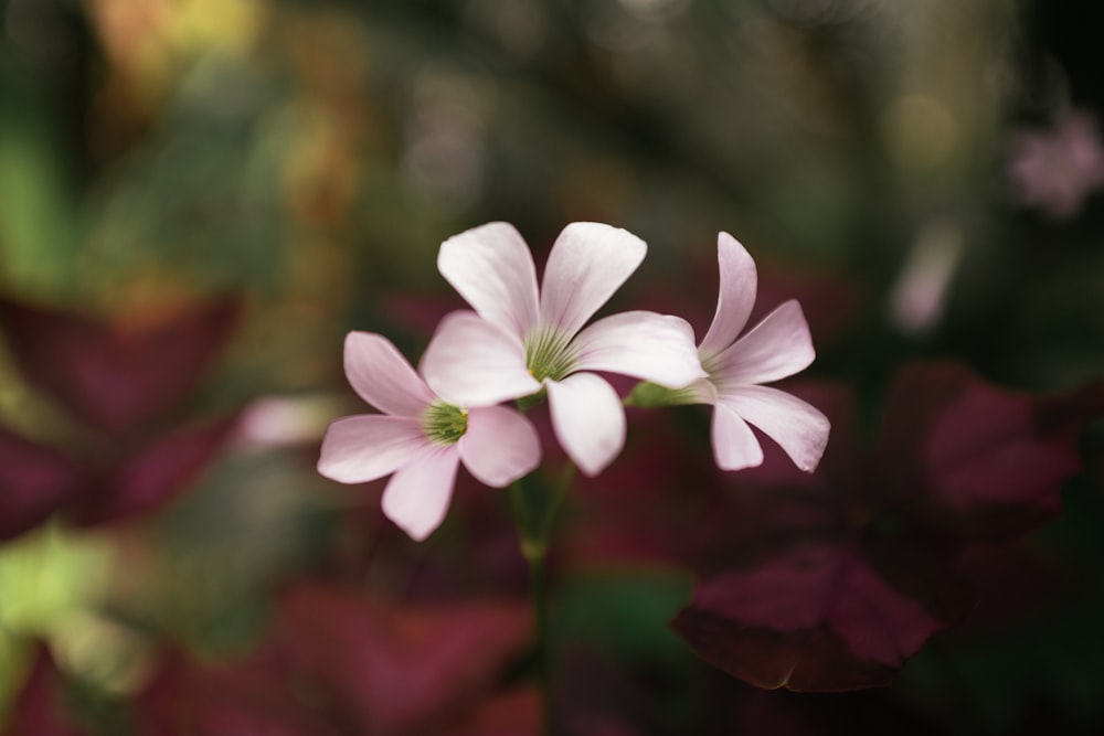 a close up of a pink flower with blurry background