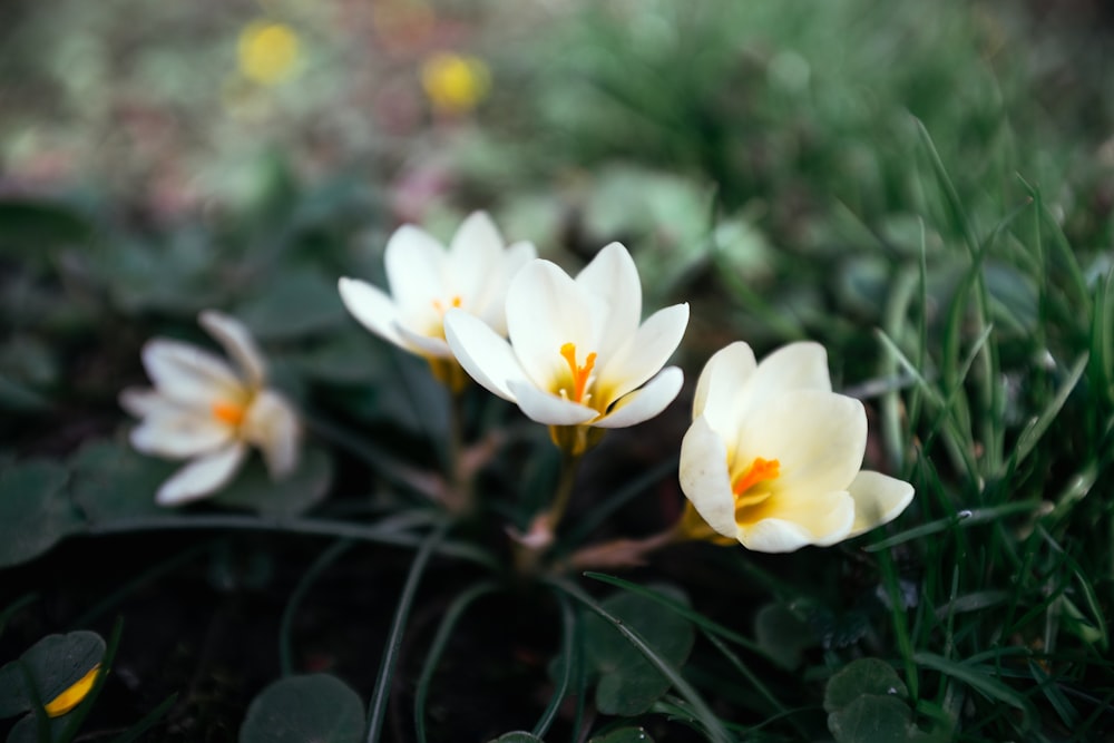 a group of white flowers sitting on top of a lush green field