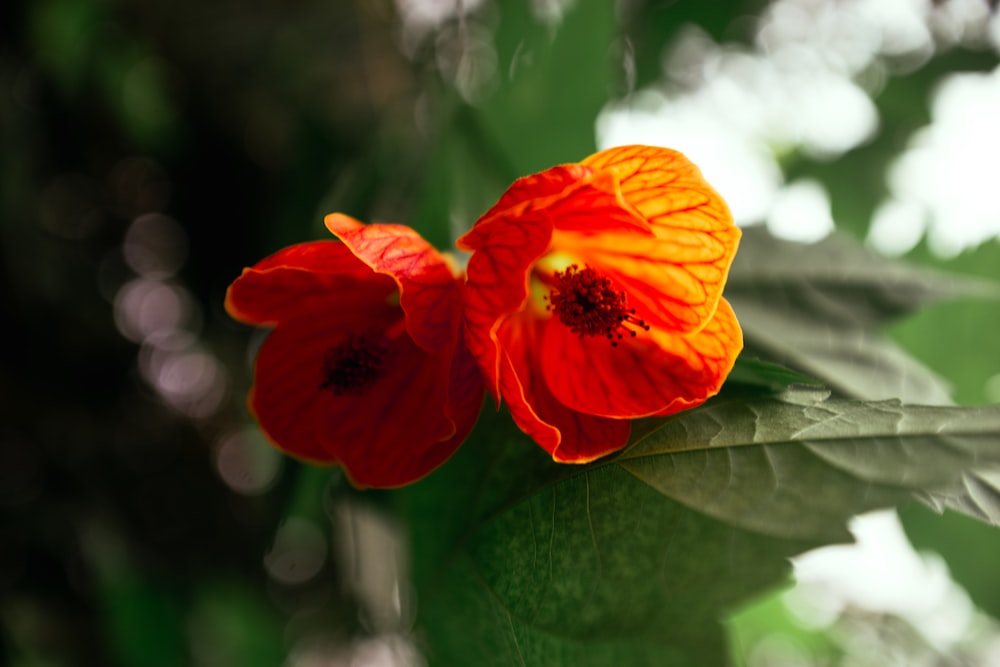 two orange flowers with green leaves in the background