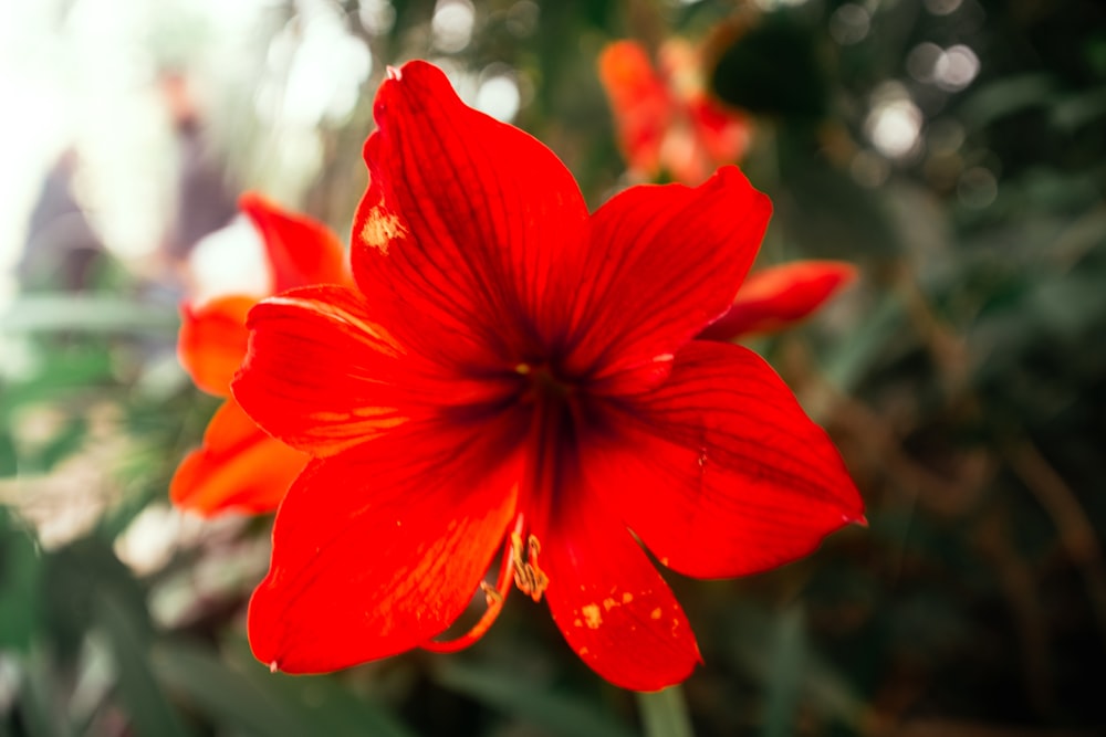 um close up de uma flor vermelha com um fundo desfocado