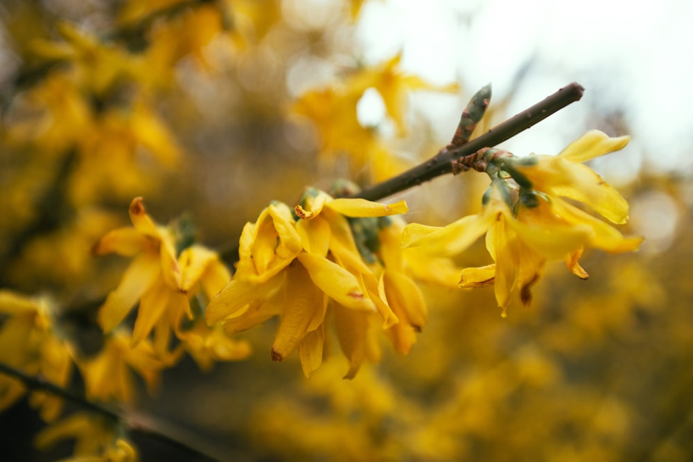 a close up of a tree with yellow flowers