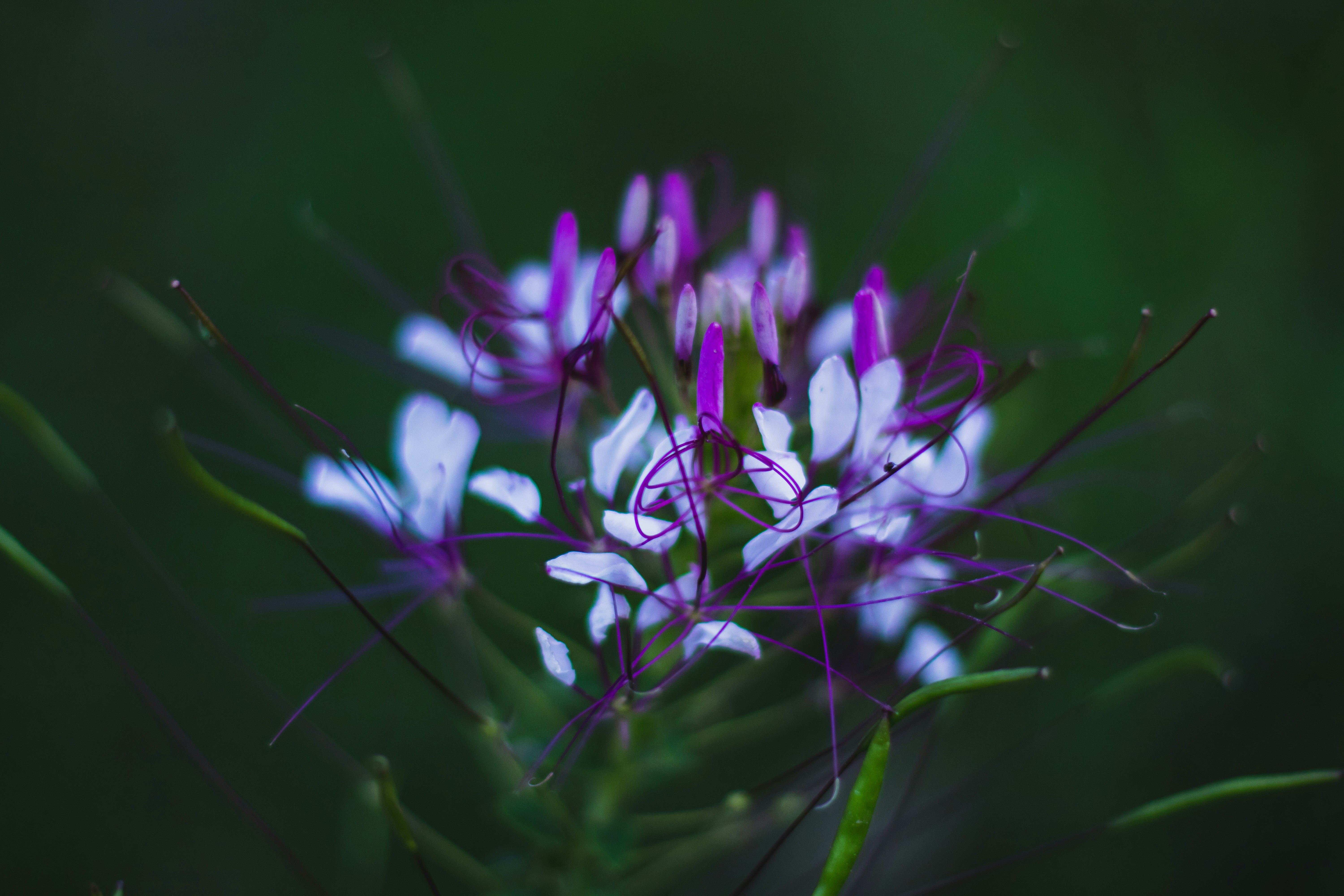 Photo by dearsadiq