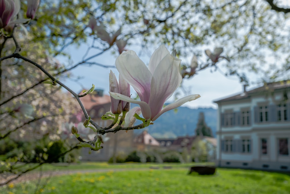 a blooming tree in front of a building