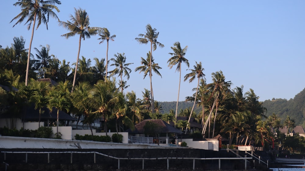 Las palmeras bordean la costa de una isla tropical