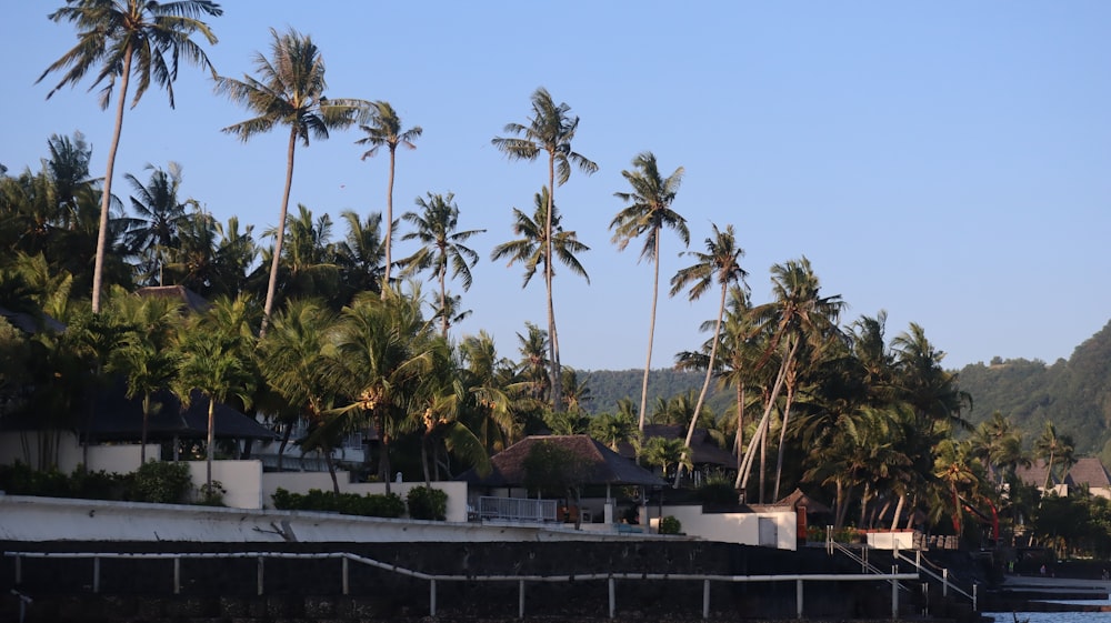 palmeiras margeiam a costa de uma ilha tropical