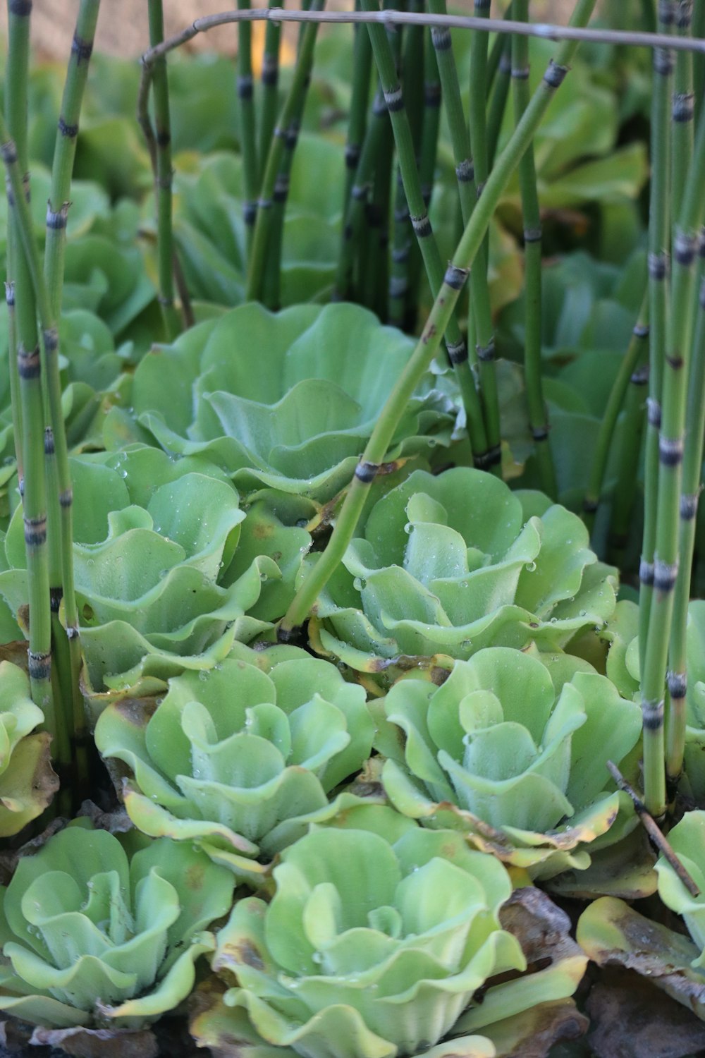 un montón de plantas que crecen en la tierra