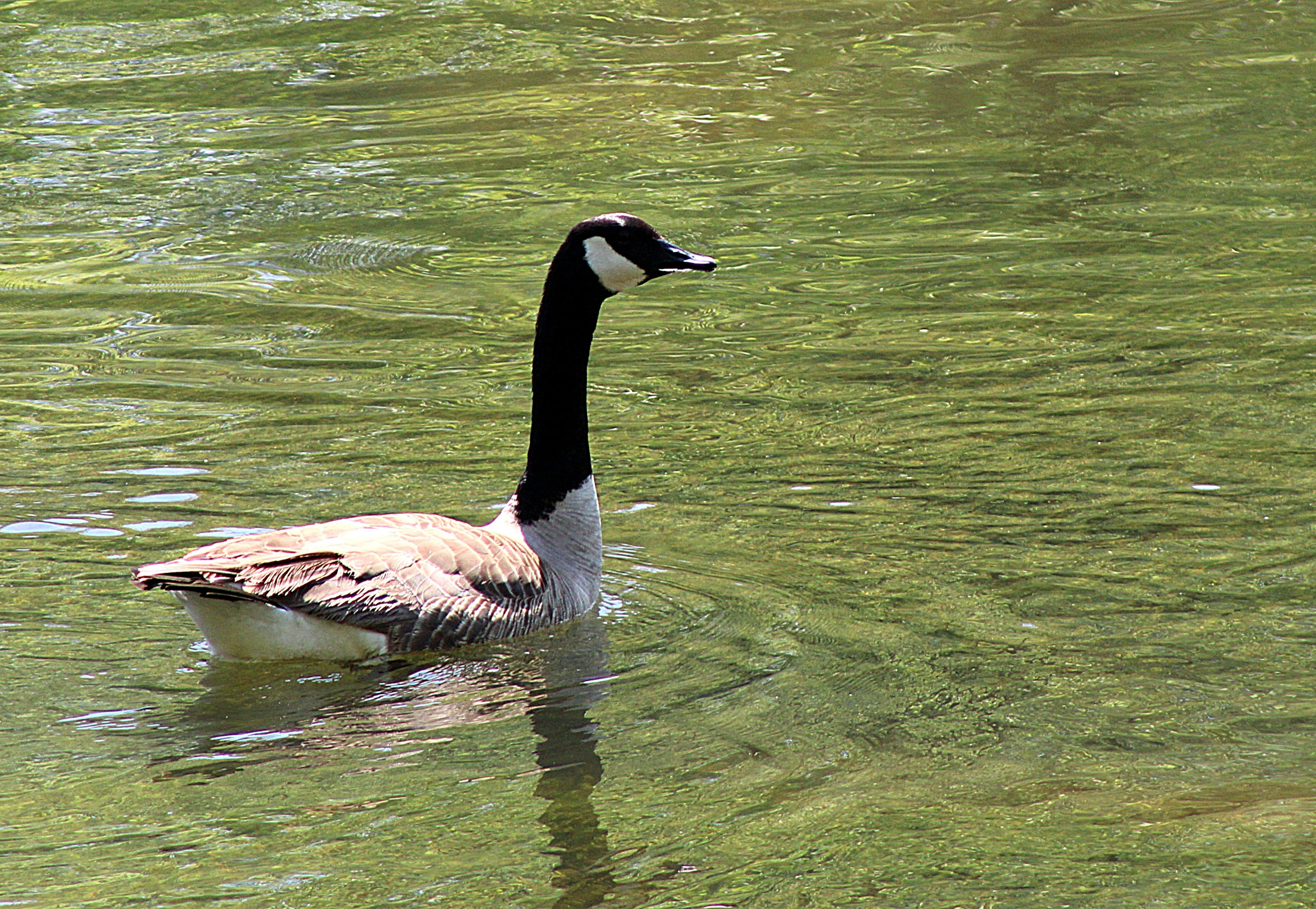 Photo by charles_ray