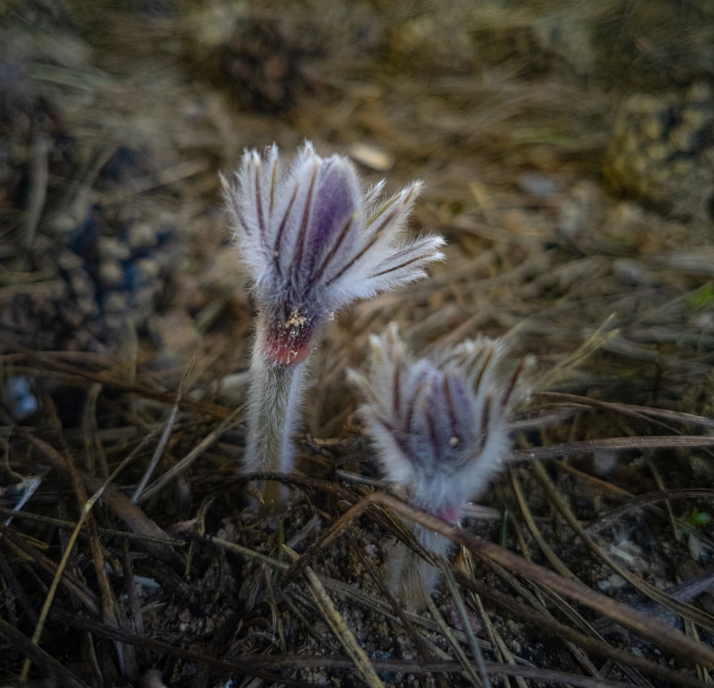 un couple de petites fleurs blanches assises au sommet d’un champ